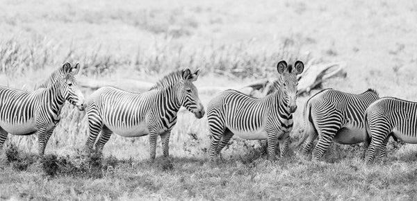 Five New Reasons to Love Zebras