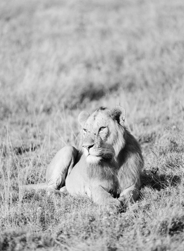 10 Things You Didn't Know About Lions