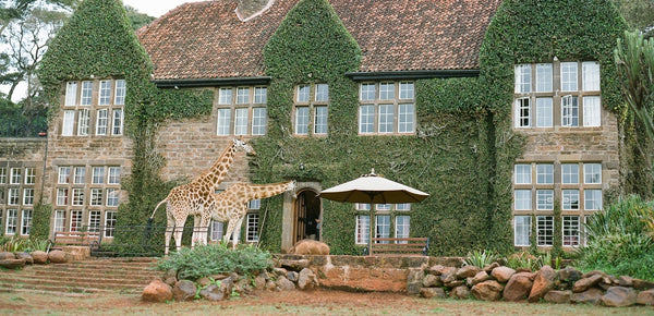 The Rothschild Giraffe and Giraffe Manor