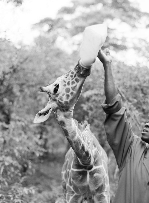 The Forgotten Species: 5 Endangered Giraffes