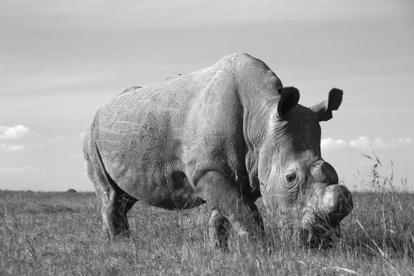 Ol Pejeta: 5 Years Without Sudan, the World’s Last Male Northern White Rhino