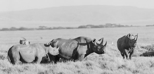 The Critically Endangered Black Rhino Comeback