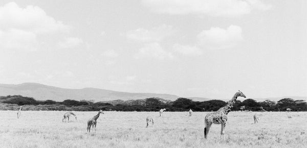 June: Giraffe's Landscape