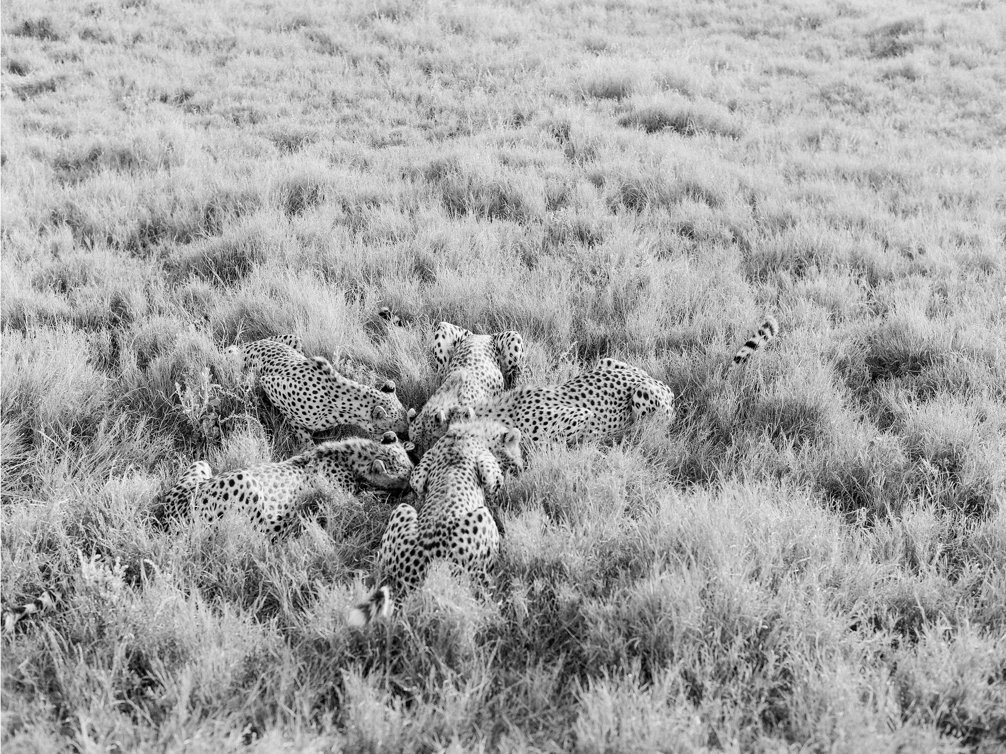 Nature's Table Render Loyalty