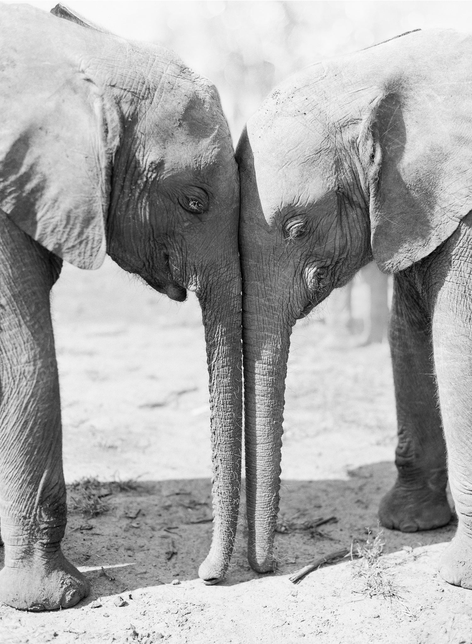 Understanding – Render Loyalty