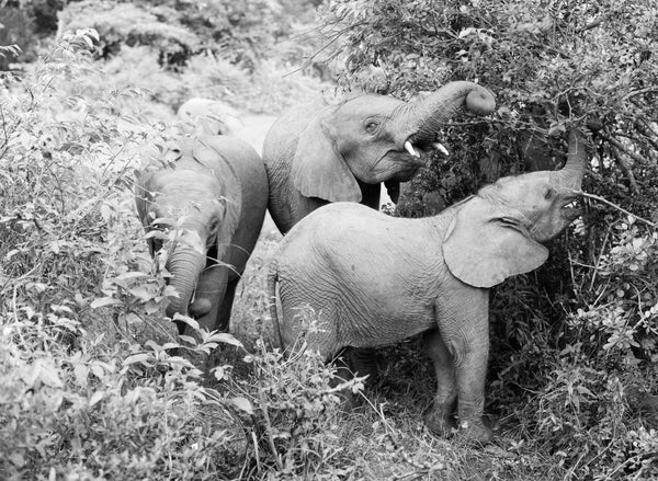 Ten Surprising Things You Didn't Know About Elephants