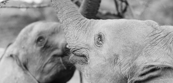40 Years of DSWT