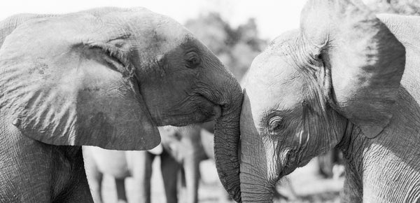 Our Elephant Soul Sisters