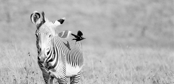 March: Grevy's Zebra