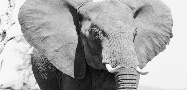 Understanding Trump's Lift on Elephant Trophies