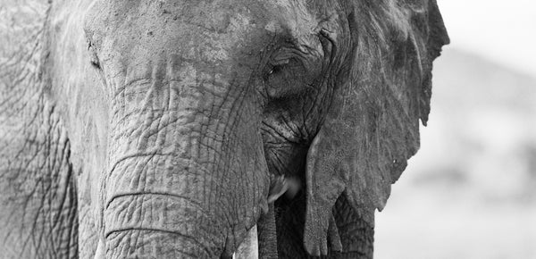 Matriarch Memories: Saving the African Elephant's Generational Knowledge