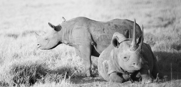 China Relaxes Trophy Ban, Jeopardizes Future of Rhinos and Tigers