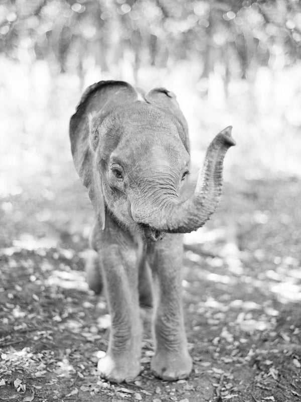 Meet the Elephant Behind 'Tiny Trumpeter'