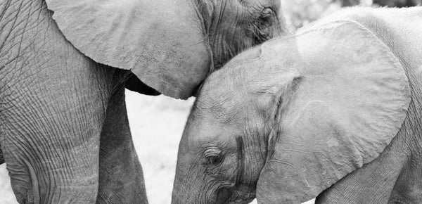 Mother's Day: An Incredible Mama Elephant
