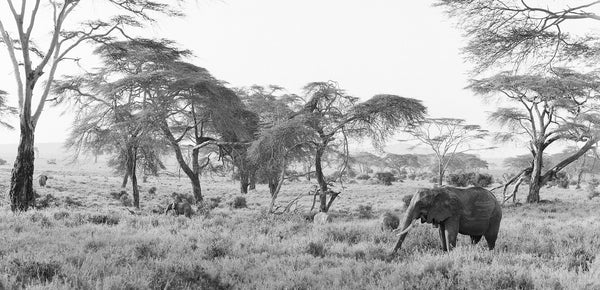 The Trip of a Lifetime to LEWA Wildlife Conservancy