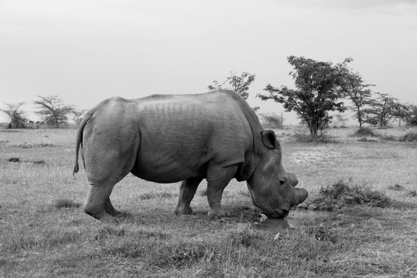 Losing Sudan: Northern White Rhino Nears Extinction