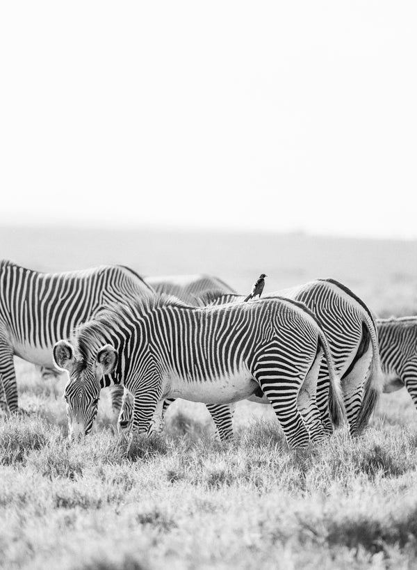 Grevy's Friend