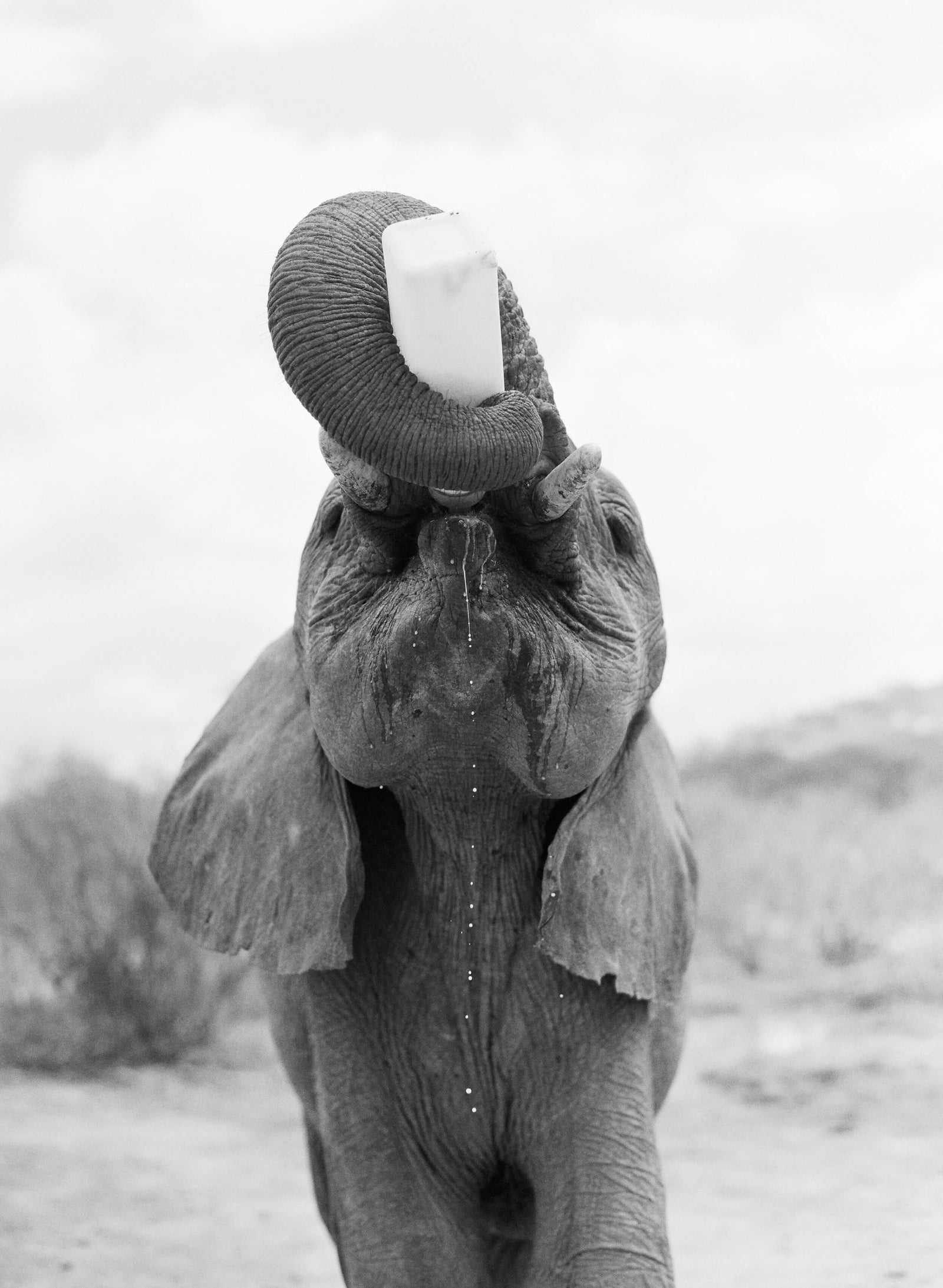 ◆BLUE ELEPHANT◆ NEAL black 935388_subs?pgw=1&pgwact=1
