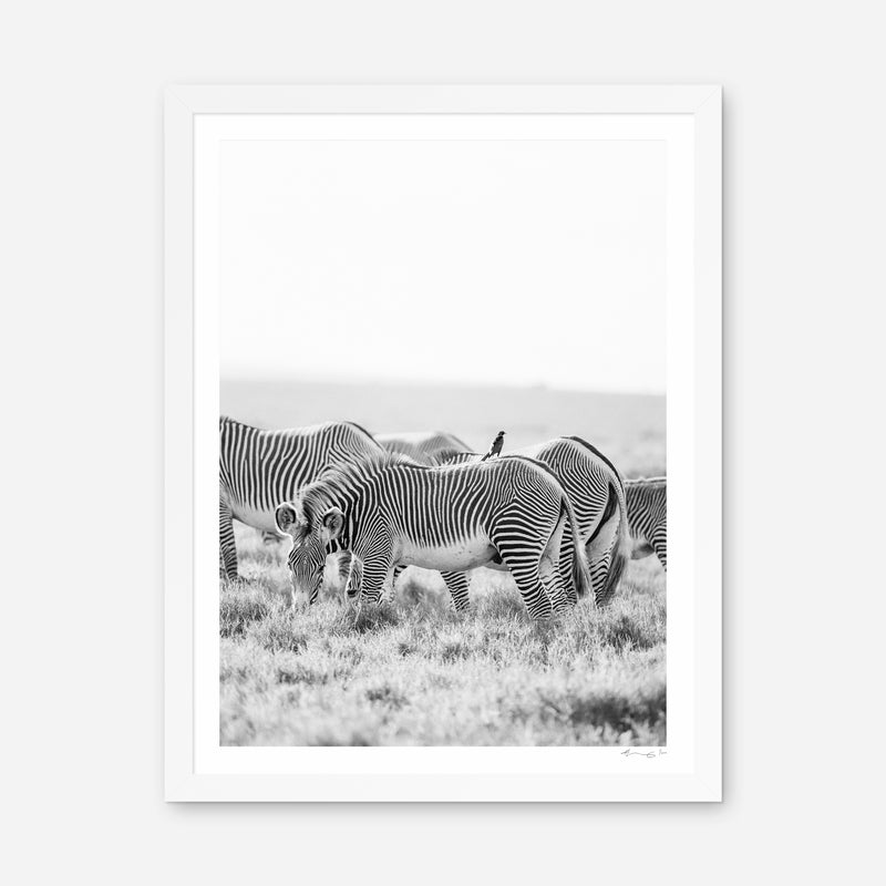 Grevy's Friend