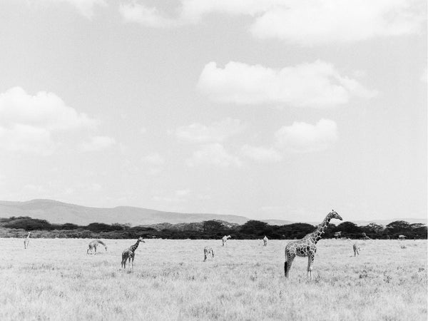 Giraffe's Landscape