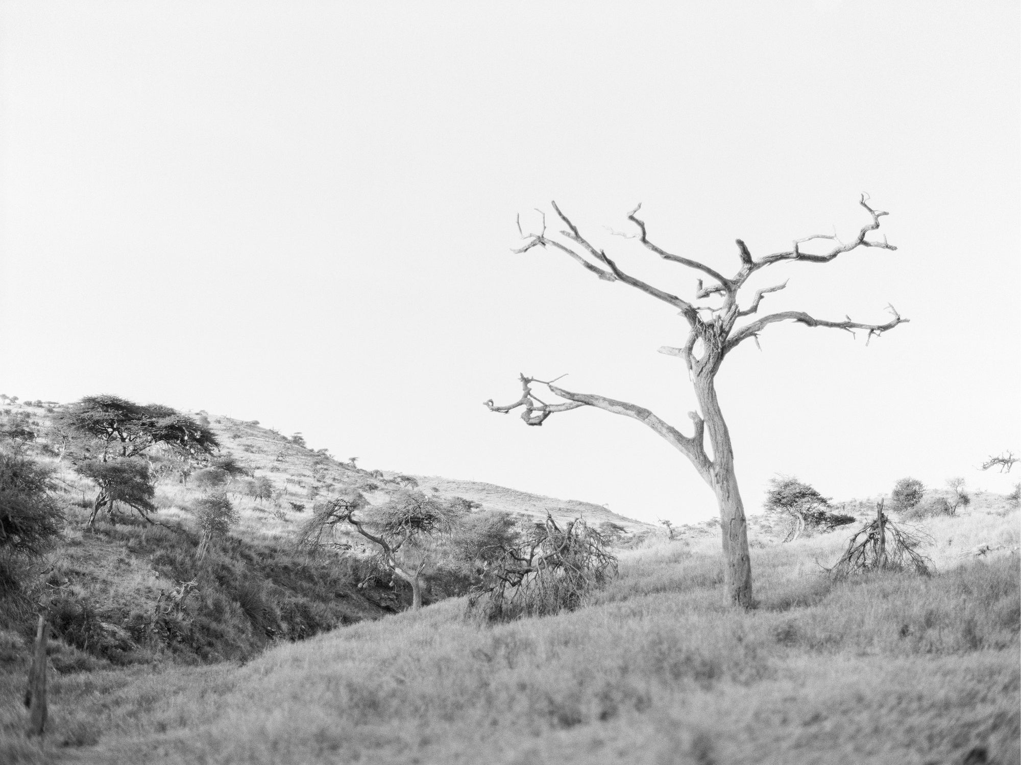 Skeleton Tree – Render Loyalty